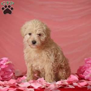 Aden, Toy Poodle Mix Puppy